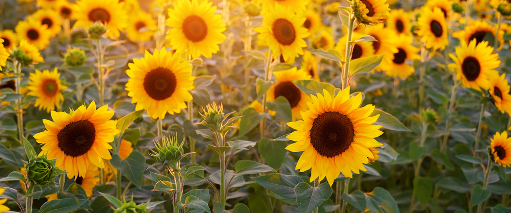 sunflower-1440x600.png