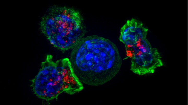 T-celler som dödar cancercell