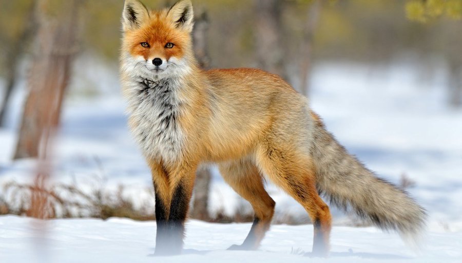 10419270-red-fox-in-the-winter.jpg