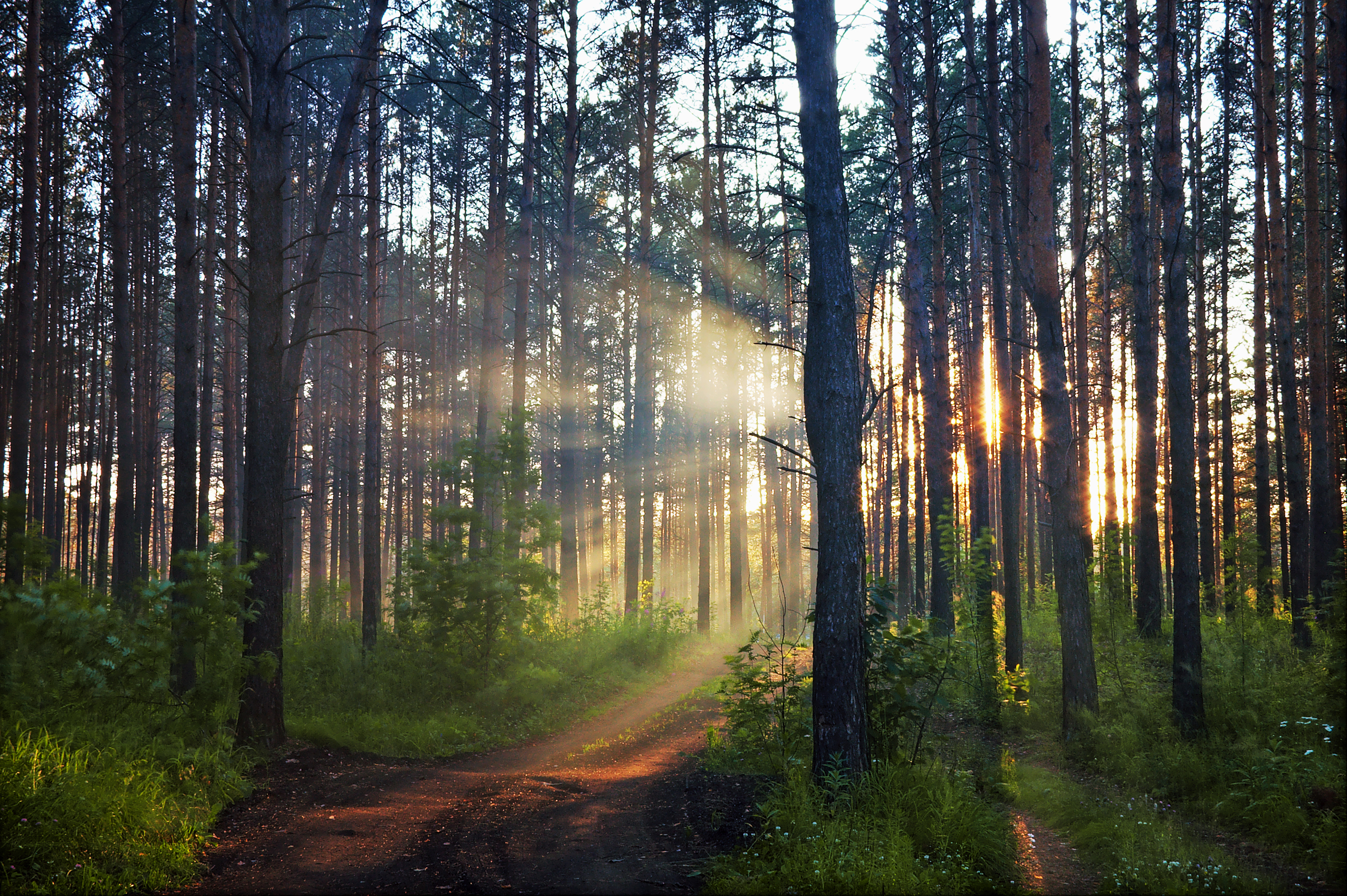 logotyp Holmen Board and Paper