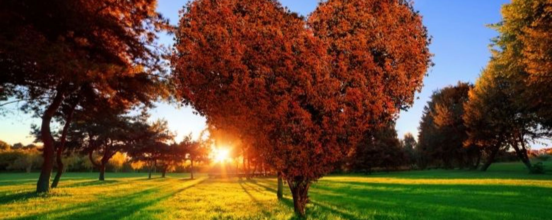 Stort hjärtformat lövträd i höstfärger, på gräsmatta. Nedgående sol i bakgrunden.